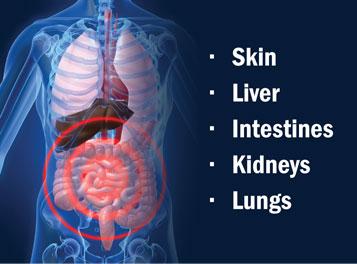 Detox Organs