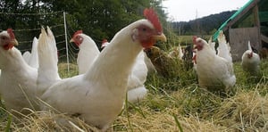 Free range hens can produce more nutritional eggs.