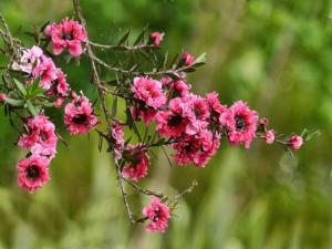 The Manuka Red Damask