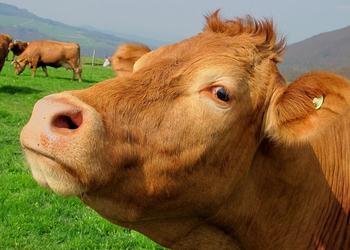 Eating Animals: A Moral Question