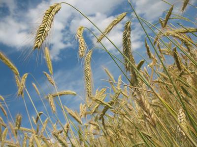 Do Athletes Need Grains to Get Enough Carbs?